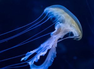 LES ETRES VIVANTS QUASI-IMMORTELS