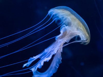 LES ETRES VIVANTS QUASI-IMMORTELS